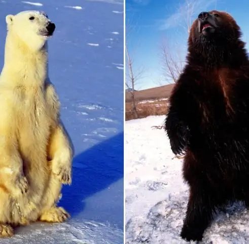 Медведи размножаются за пределами видовых границ