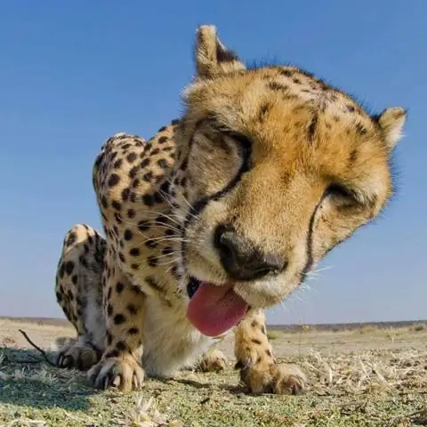 Содержащиеся в неволе сурикаты подвержены риску стресса