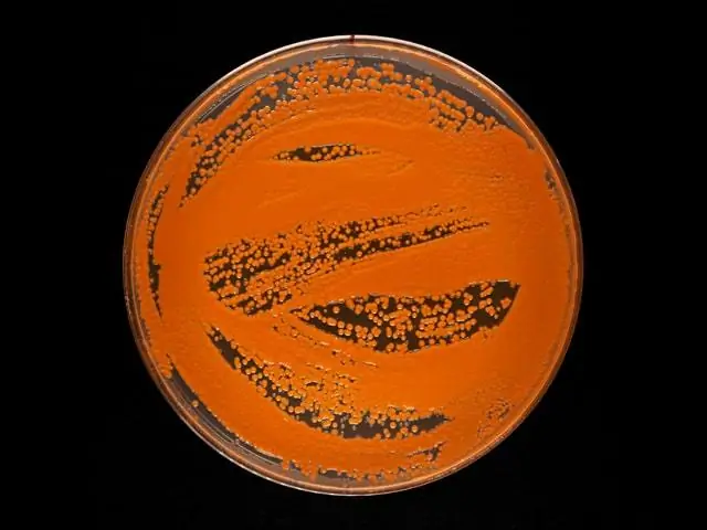 Грибы имеют огромный потенциал для создания новых антибиотиков