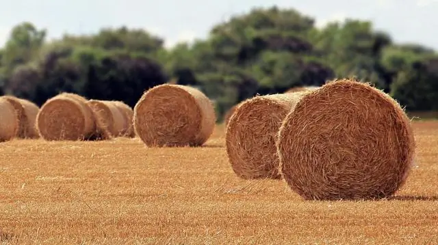 Новое исследование раскрывает потенциал лесов в смягчении последствий изменения климата