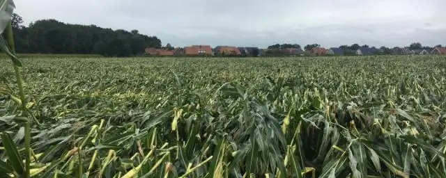 Разлив нефти BP нанес ущерб природным ресурсам на сумму 17,2 миллиарда долларов, считают ученые: шестилетнее исследование является первой в истории финансовой оценкой воздействия разлива