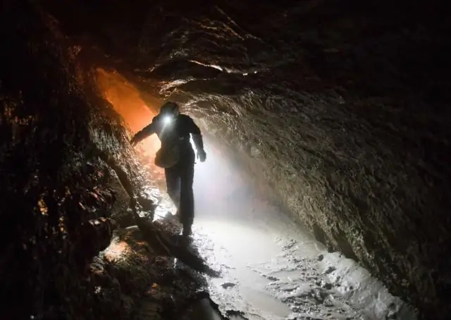 Фотосинтез в темноте? Разгадка тайны эволюции водорослей