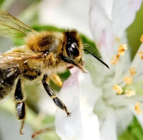 Новый механизм взаимодействия среда-микроб-хозяин