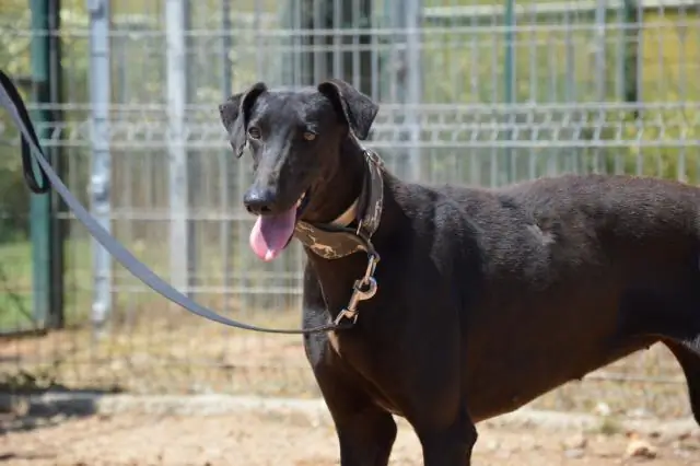То, как собаки взаимодействуют с другими людьми, играет роль в принятии решений