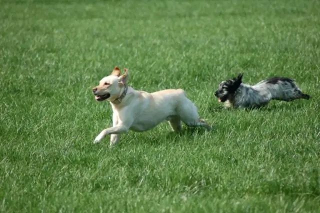 Полосатые мангусты преследуют членов семьи для выселения