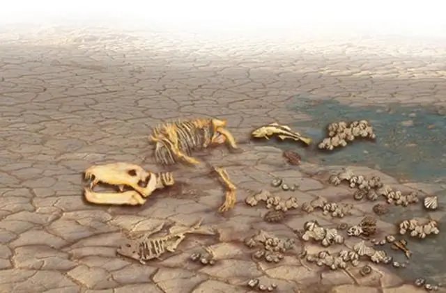 Риск исчезновения многих видов сильно недооценен, показывают исследования