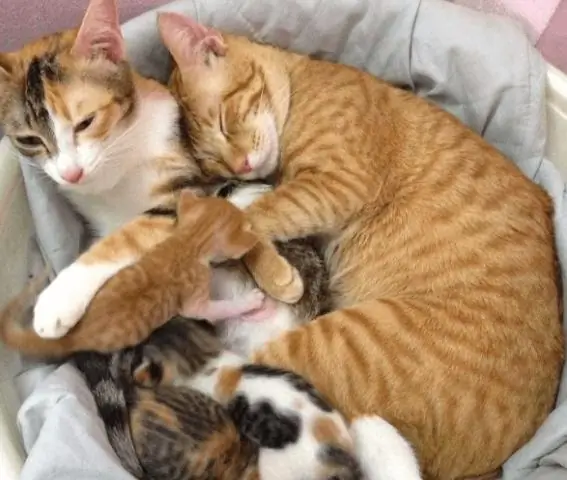 Думаете, с биоразнообразием Антарктиды все в порядке? Подумайте еще раз