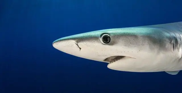 Перелов в одном из самых продуктивных рыболовных регионов мира, предполагает новое исследование