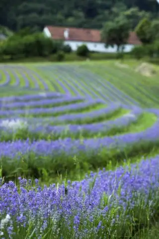Как растения формируют пути транспортировки сахара