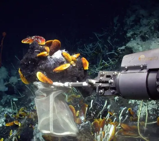 Симбиотические бактерии: от автостопщика до жука-телохранителя