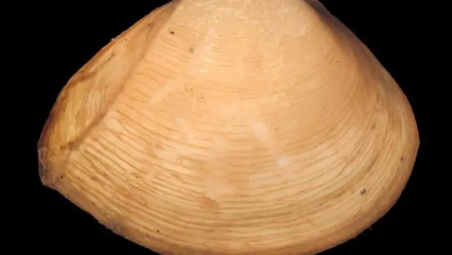 Команда обнаружила нового инвазивного моллюска в США