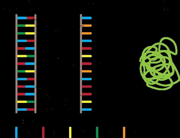 Белок, запускающий экспрессию генов в развивающихся эмбрионах