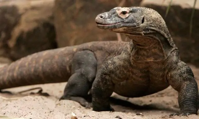 Давно потерянный варан «вновь обнаружен» на острове Папуа-Новой Гвинеи