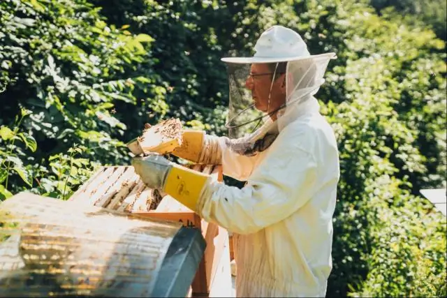 Сельское хозяйство полезно для медоносных пчел, говорят ученые: Исследования показывают положительную корреляцию между здоровьем пчел и наличием сельского хозяйства