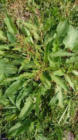 Новое применение надоедливой травке