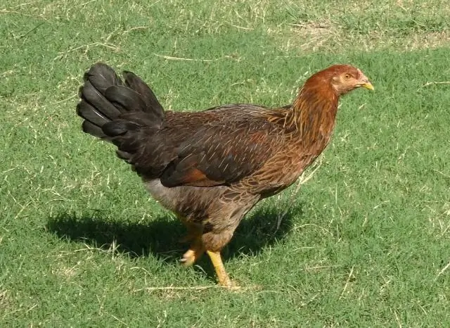 Святые цыплята: средневековые религиозные правила привели к эволюции домашней курицы?