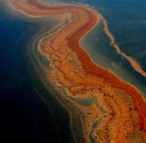 Проблемы, с которыми сталкиваются птицы в Мексиканском заливе