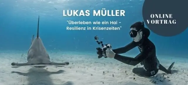 Погружаясь глубоко, исследователи находят множество рыб: рифы «Сумеречной зоны» обеспечивают среду обитания и поддерживают биоразнообразие