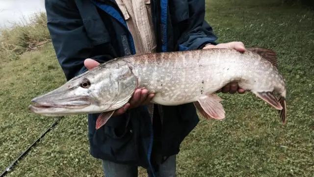 Рыба выходит вперед, когда рядом хищник