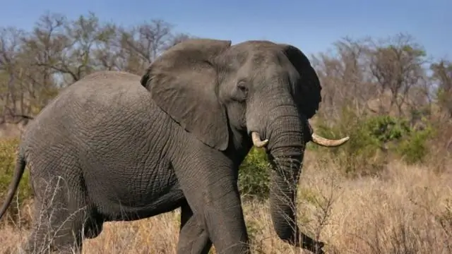 «Последний африканский динозавр» обнаружен в марокканской шахте