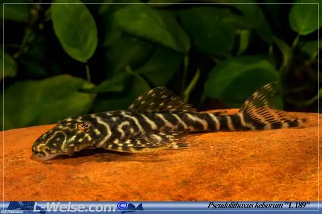 Бассейн Фолклендских островов демонстрирует признаки того, что он входит в число крупнейших кратеров мира