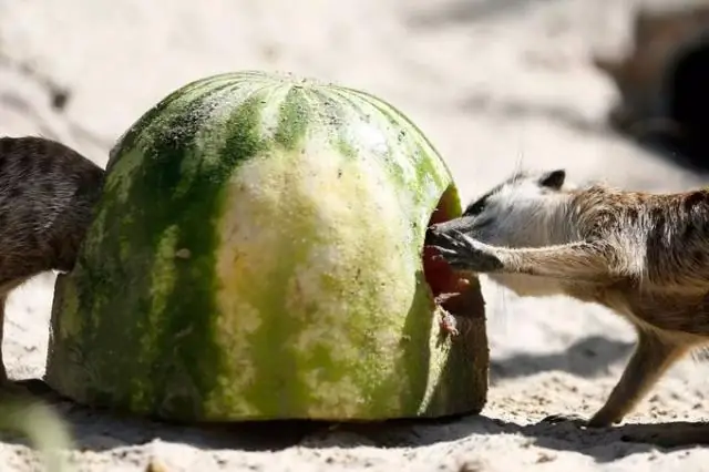 Новая теория о том, как образовалась земная кора: экспериментальные результаты могут помочь в поиске экзопланет, на которых может быть жизнь