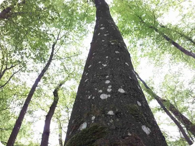 Новый главный регулятор экспрессии генов у грибов: исследователи сообщают о преобладающей модификации оснований ДНК в самых ранних грибных линиях