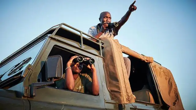 Африканские львы находятся под теми же угрозами, что и вымершие саблезубые тигры