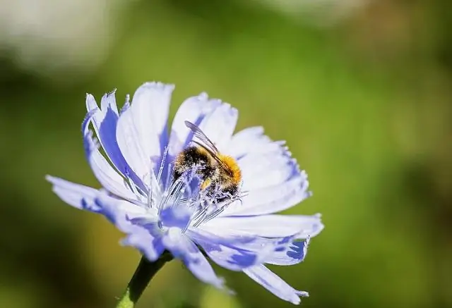Стихийные бедствия представляют серьезную угрозу для последних яванских носорогов планеты: исследование призывает к созданию безопасных популяций видов, находящихся под угрозой исчезновения