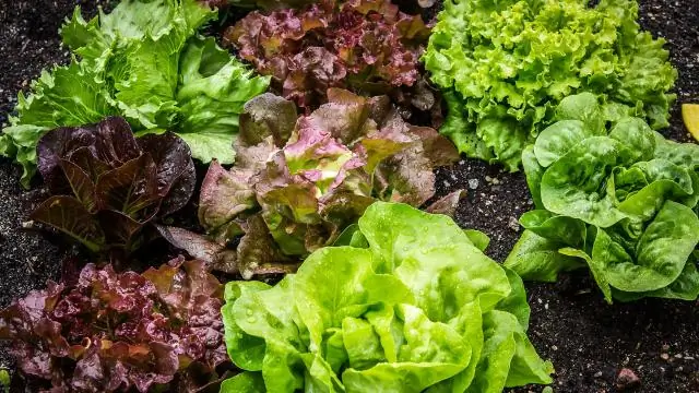 Прорыв в области антибиотиков: как преодолеть защиту грамотрицательных бактерий