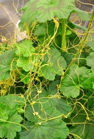 Объявлена последовательность генома водоросли, производящей топливо