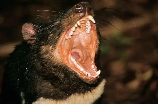 Не выживает сильнейший для тасманских дьяволов