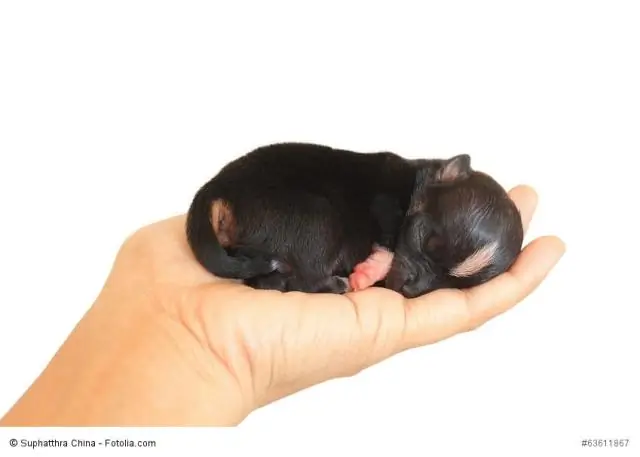 Популяции адаптируются, поскольку природа и воспитание работают вместе: исследователь возглавляет исследование плодовых мух, которое измеряет генетические вариации в обучении