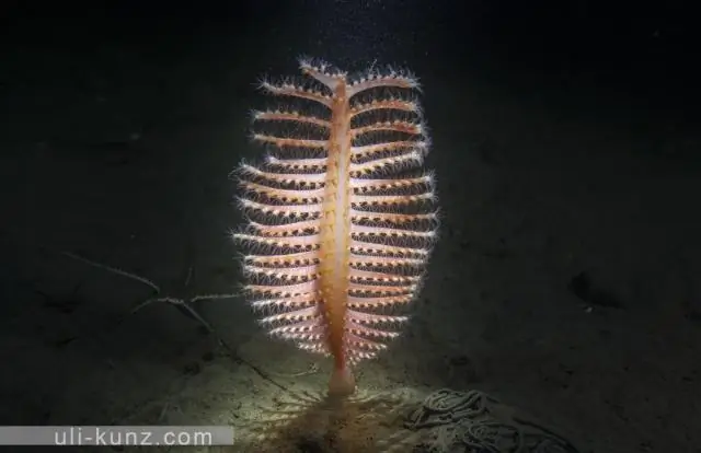 Как планктон и бактерии формируют морские брызги