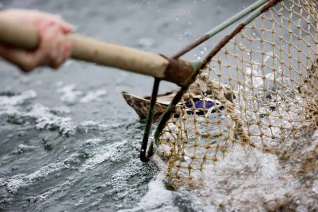 Смерть мигрирующих морских птиц связана с ураганами: мигрирующим сажистым крачкам угрожают ураганные ветры, которые могут усилиться с изменением климата