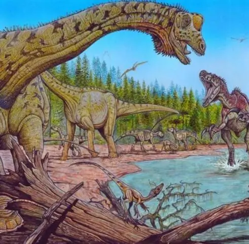 Самые старые окаменевшие цветы облепихи, найденные в Аргентине