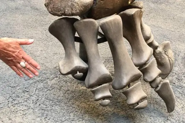 Юрское падение уровня кислорода в океане длилось миллион лет