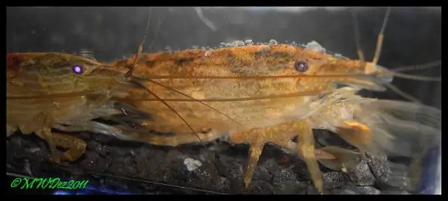 Что идет вниз, должно подняться: Встряска в мантии Земли