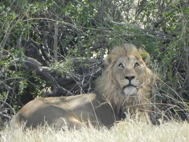 И в любви, и на войне аллигаторы сигнализируют о своем размере ревом