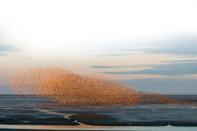 Перелетные птицы выбиваются из графика из-за изменения климата весной