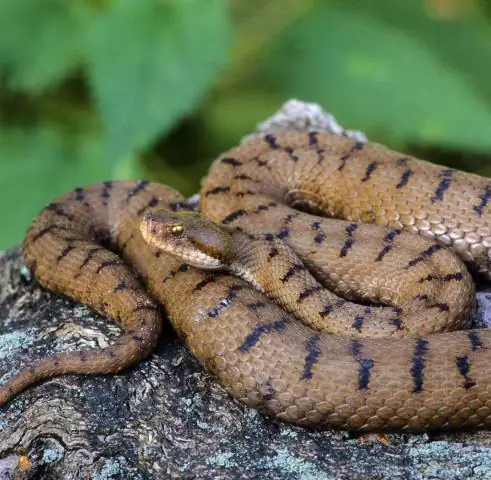 Яд становится более сильным с возрастом коричневых змей
