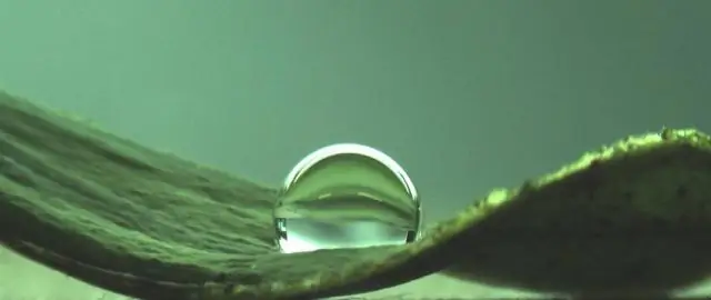 Бактерии используют эффект лотоса, чтобы защитить себя: Биопленки: исследователи выясняют причины водоотталкивающих свойств