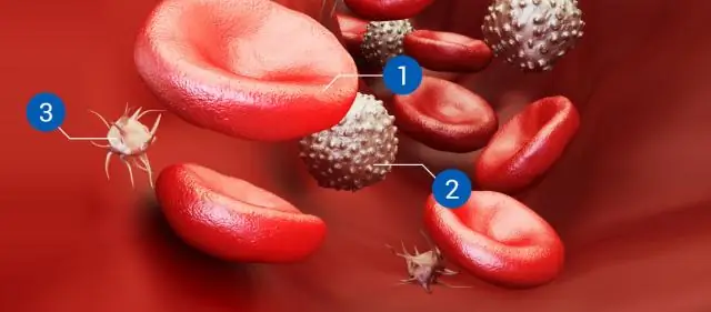 Макрофаги определены как ключевой фактор регенерации у млекопитающих