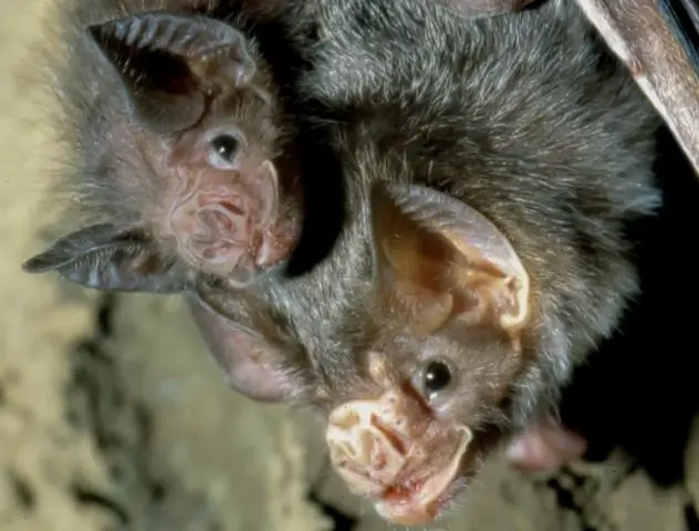 Социальные связи помогают животным жить дольше