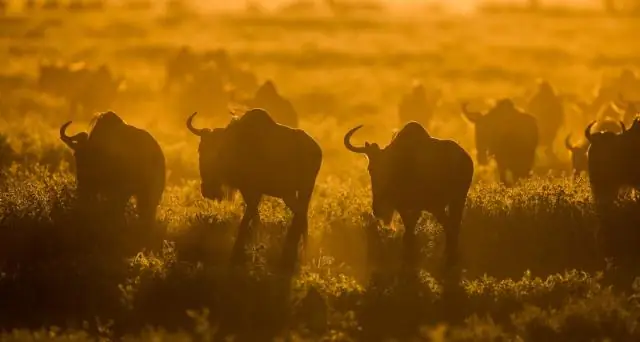 Павианы из центральной стаи Wallflower находят место: бабуины считают, что у них лучший доступ как к еде, так и к безопасности