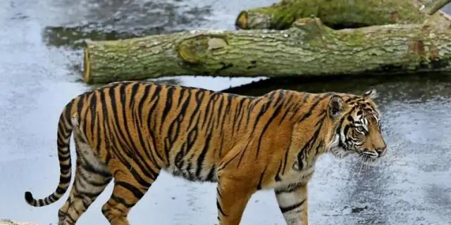 Самцы регулируют поведение ухаживания в зависимости от социального контекста