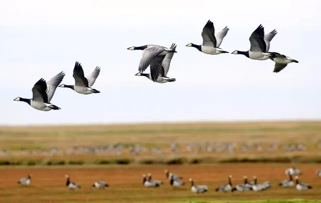 Даже немигрирующие птицы используют магнитный компас