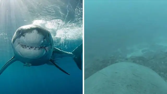 Почему больше молодых акул у побережья Калифорнии – это хорошо