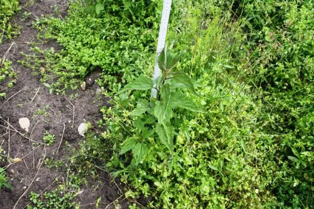 Ученые обнаружили два новых белка, связанных с развитием растений