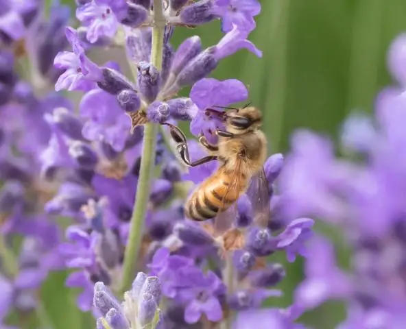 Выявлены самые горячие лавы, извергавшиеся за последние 2,5 миллиарда лет: исследование приносит новые, беспрецедентные доказательства тепловой эволюции недр Земли
